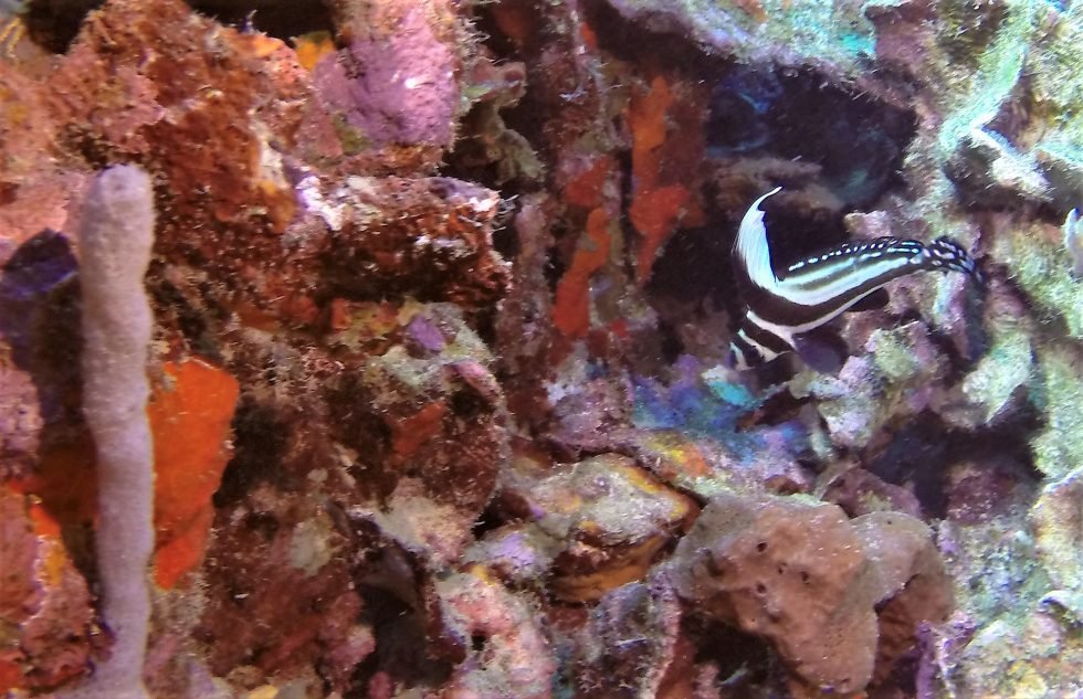 Hotel B Cozumel