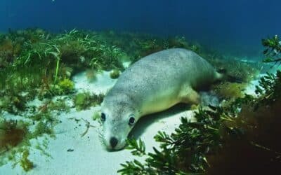 Short film: The Mirage: A Pandemic Dream