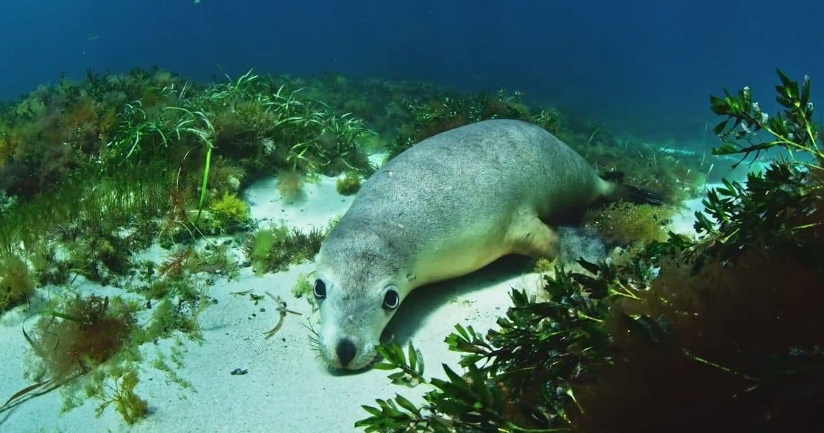 Short film: The Mirage: A Pandemic Dream