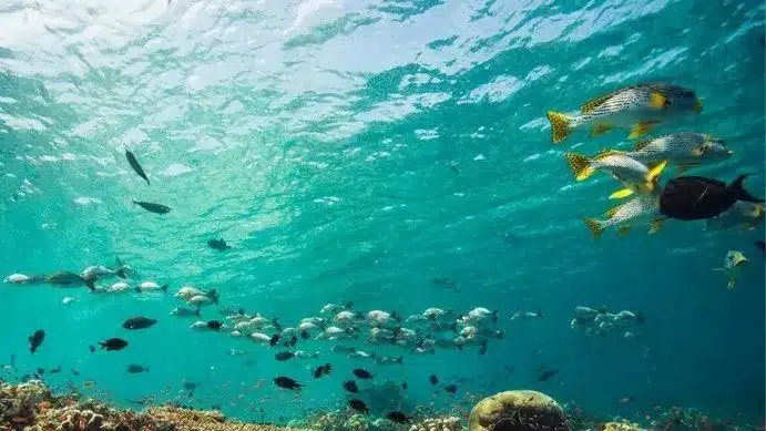 Fish Identification (Fish ID)