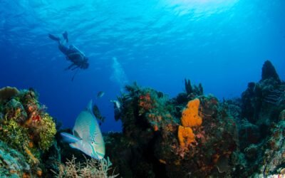 Experience St. Eustatius (Statia) – A True Diver’s Paradise